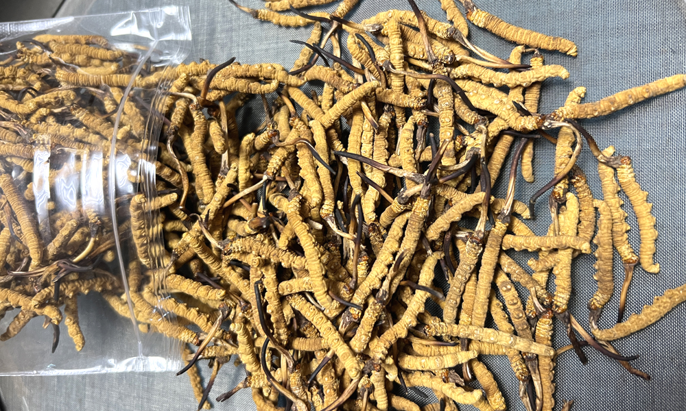 那曲冬蟲夏草圖片 那曲冬蟲夏草圖片