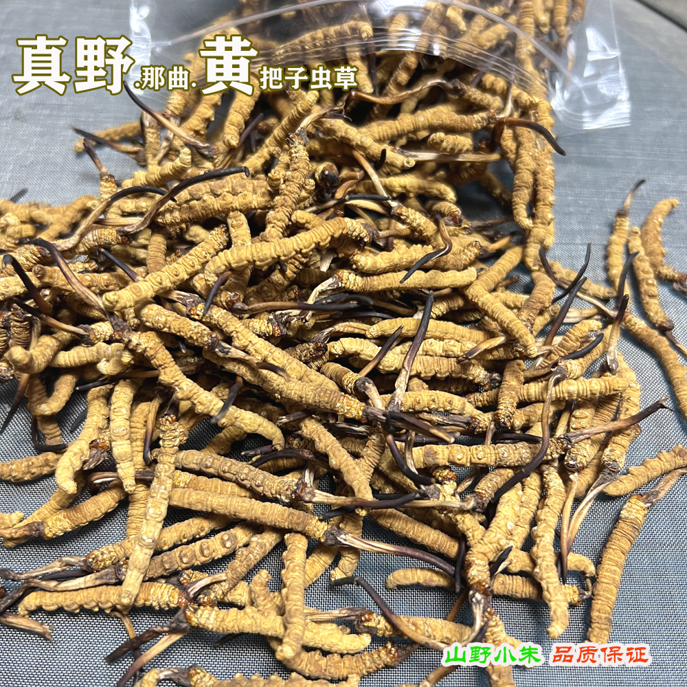 那曲蟲草圖片 那曲蟲草圖片