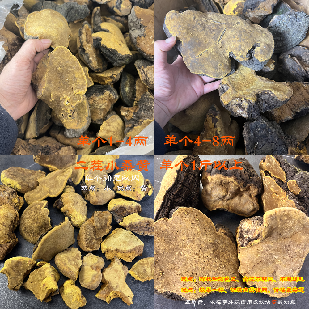 切塊桑黃圖片 切塊桑黃圖片