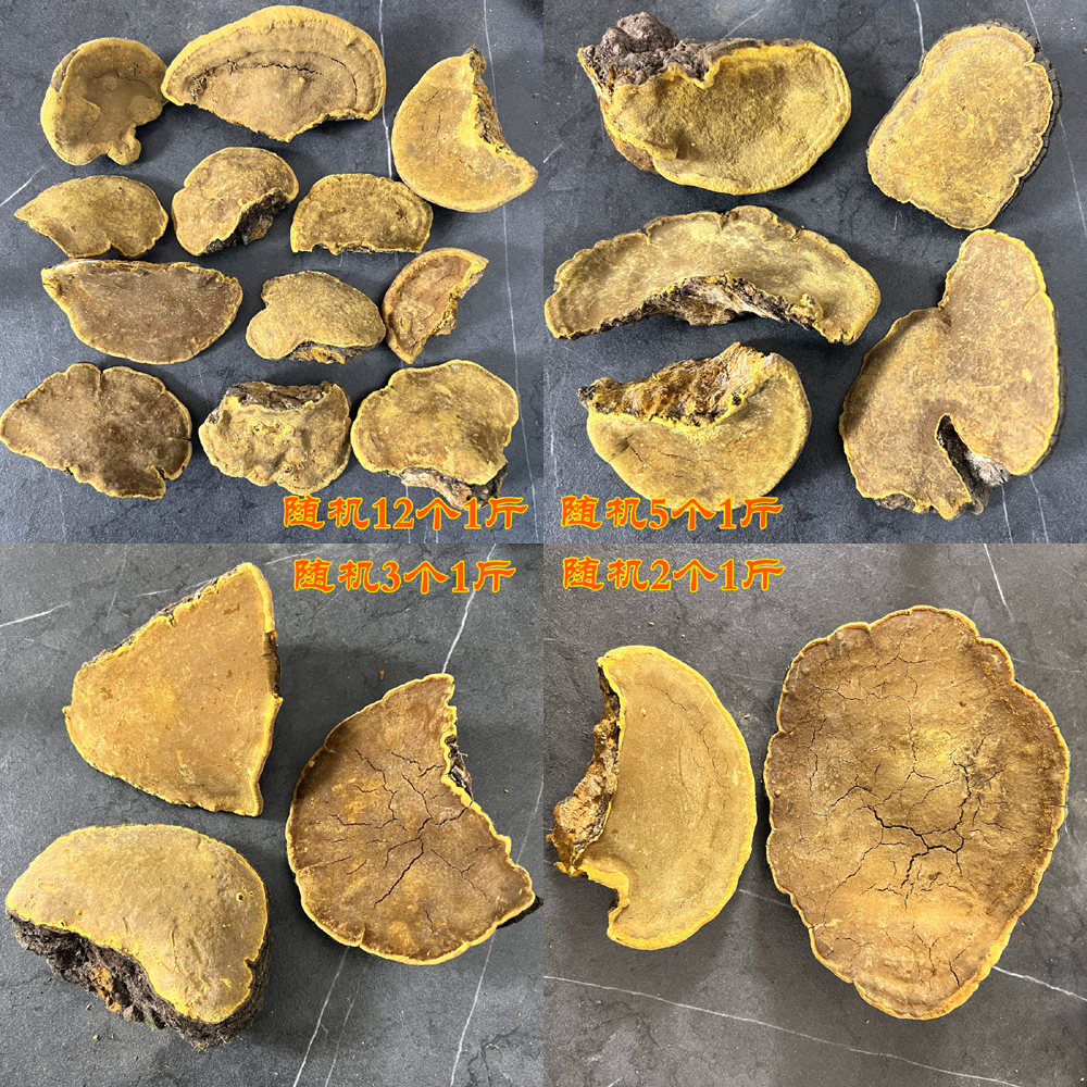 桑樹桑黃圖片 桑樹桑黃圖片