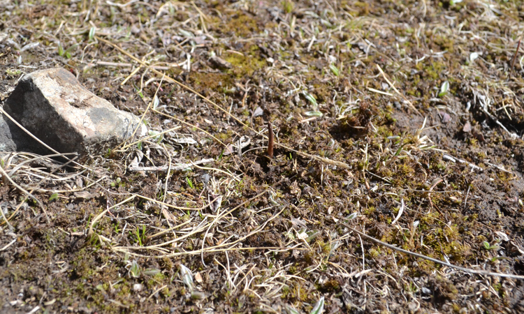冬蟲夏草的葉子圖片 冬蟲夏草的葉子圖片