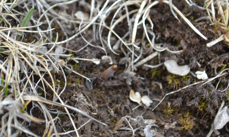 冬蟲夏草葉子的圖片 冬蟲夏草葉子的圖片