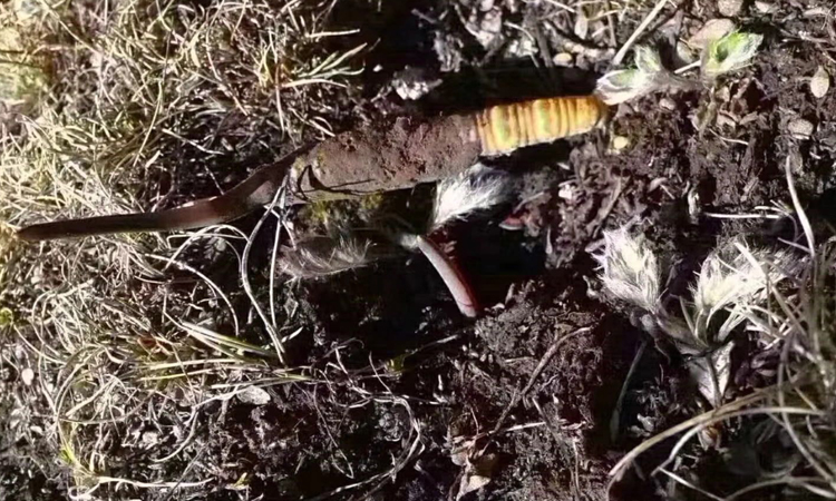 蟲草葉子的圖片 蟲草葉子的圖片