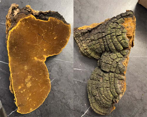 桑樹桑黃圖片 桑樹桑黃圖片