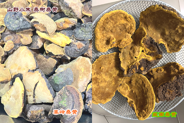 山野小朱桑樹桑黃 山野小朱桑樹桑黃