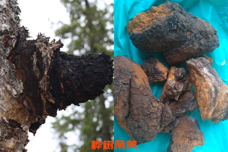 樺樹(shù)桑黃圖片 樺樹(shù)桑黃圖片