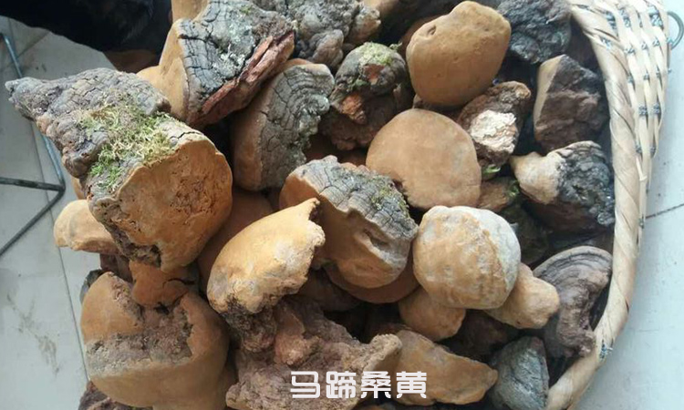 馬蹄桑黃圖片 馬蹄桑黃圖片