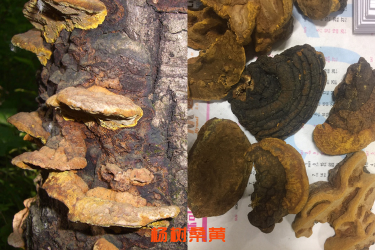 楊樹(shù)桑黃圖片 楊樹(shù)桑黃圖片