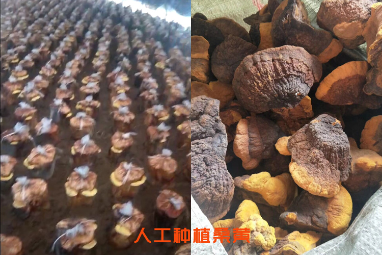 人工種植桑黃圖片 人工種植桑黃圖片