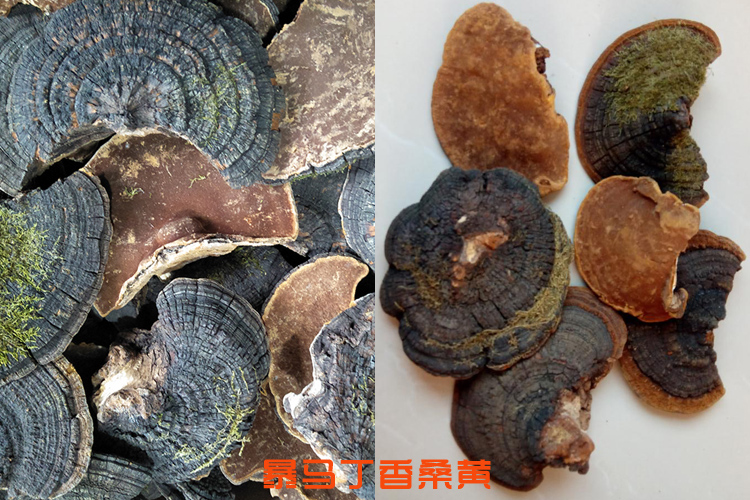 暴馬丁香桑黃圖片 暴馬丁香桑黃圖片