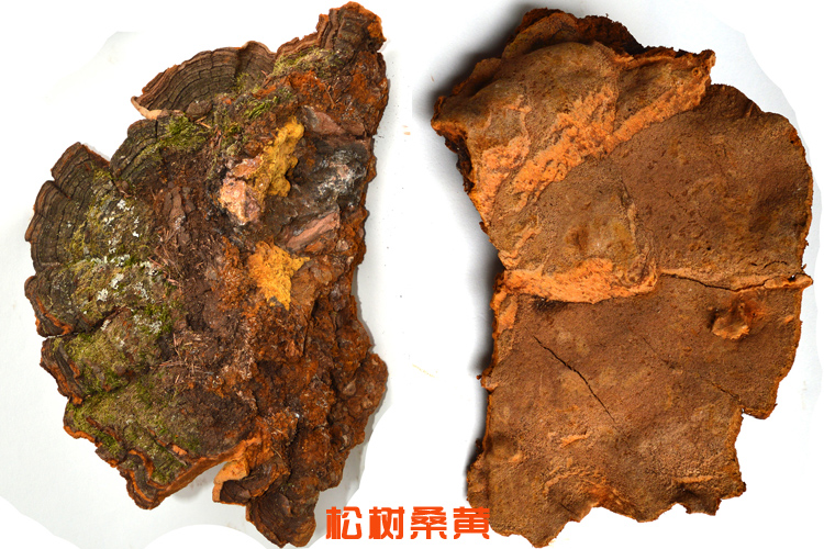 松樹(shù)桑黃圖片 松樹(shù)桑黃圖片