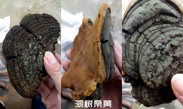 小型漆樹(shù)桑黃圖片 小型漆樹(shù)桑黃圖片