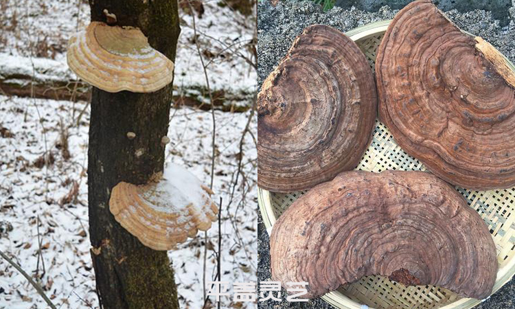 樹(shù)舌圖片(平蓋靈芝、扁木靈芝) 樹(shù)舌圖片(平蓋靈芝、扁木靈芝)