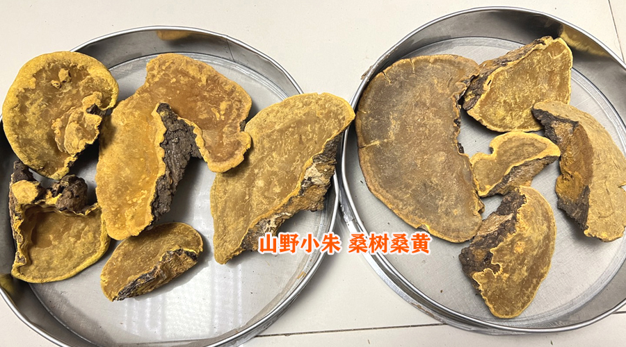 桑樹桑黃圖片 桑樹桑黃圖片