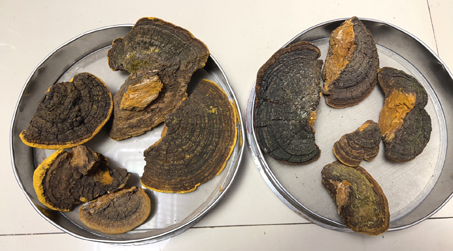 山野小朱 野生桑黃圖片 山野小朱 野生桑黃圖片