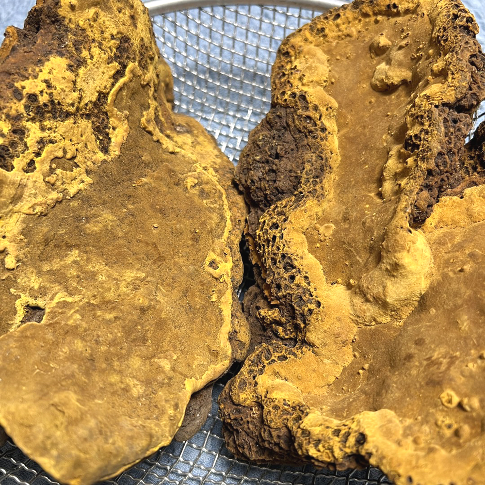 野生桑樹桑黃圖片