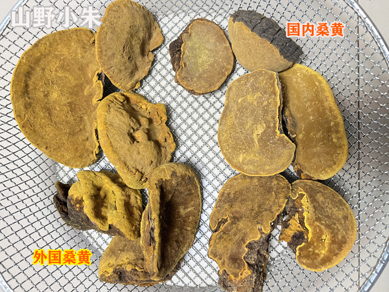 外國桑黃和國內桑黃對比 外國桑黃和國內桑黃對比