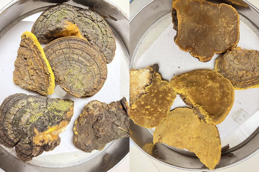 山野小朱 桑樹桑黃圖片