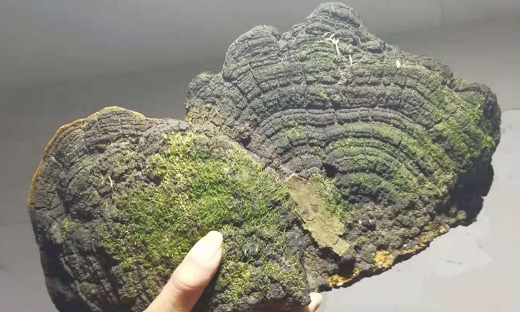 桑樹桑黃圖片 桑樹桑黃圖片