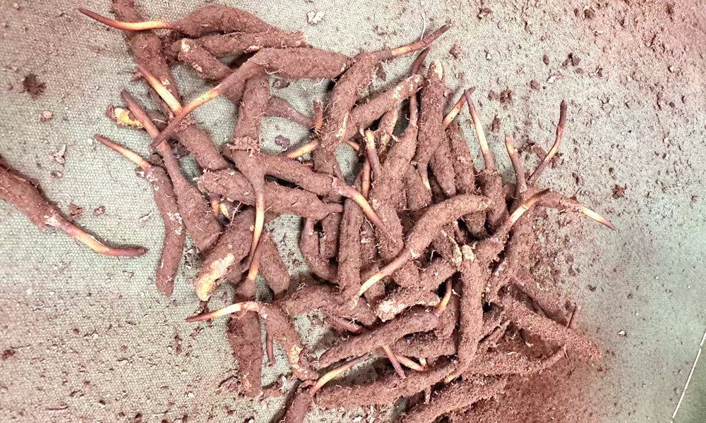 新鮮冬蟲夏草圖片 新鮮冬蟲夏草圖片