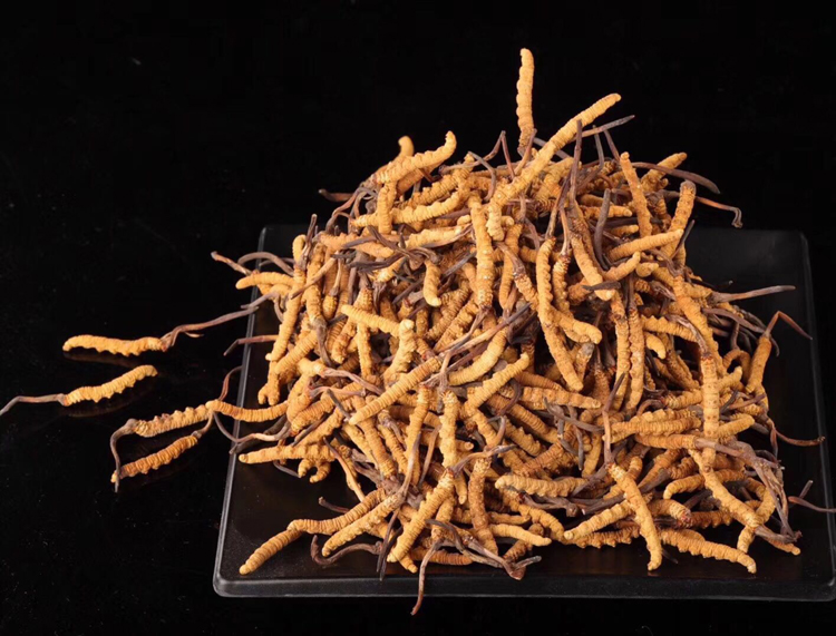 那曲冬蟲夏草擺盤素材圖片 那曲冬蟲夏草擺盤素材圖片