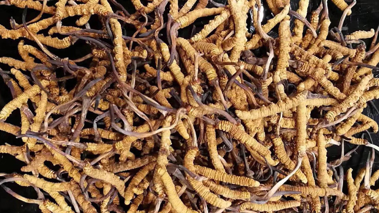 那曲冬蟲夏草散放宣傳圖片 那曲冬蟲夏草散放宣傳圖片