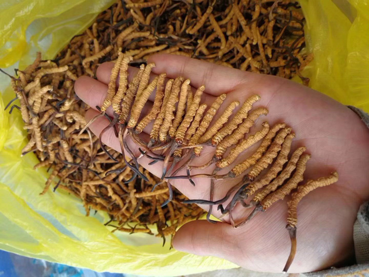 手上擺放那曲冬蟲夏草圖片 手上擺放那曲冬蟲夏草圖片