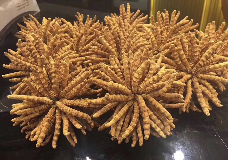 冬蟲夏草扎花擺放素材圖片 冬蟲夏草扎花擺放素材圖片