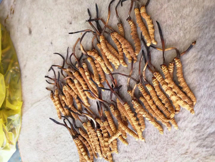 整齊排列的那曲冬蟲夏草圖 整齊排列的那曲冬蟲夏草圖