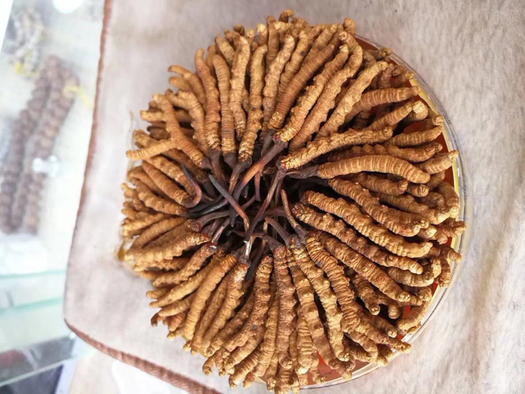 那曲冬蟲夏草擺盒素材圖片 那曲冬蟲夏草擺盒素材圖片