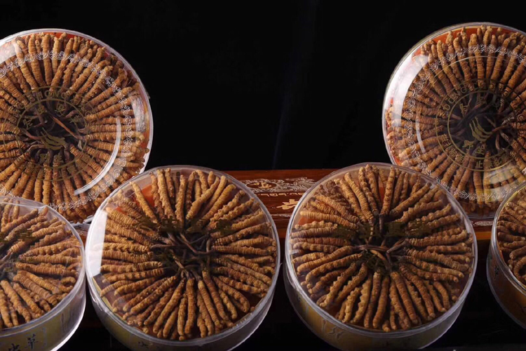 冬蟲夏草禮盒宣傳素材圖片 冬蟲夏草禮盒宣傳素材圖片