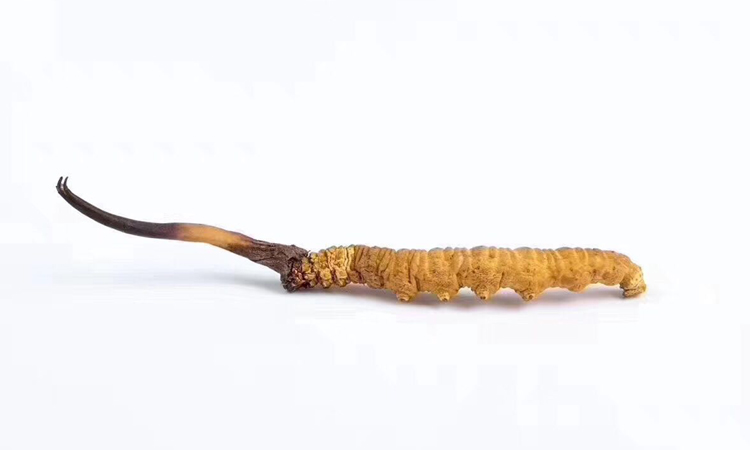 一條那曲冬蟲夏草宣傳素材 一條那曲冬蟲夏草宣傳素材