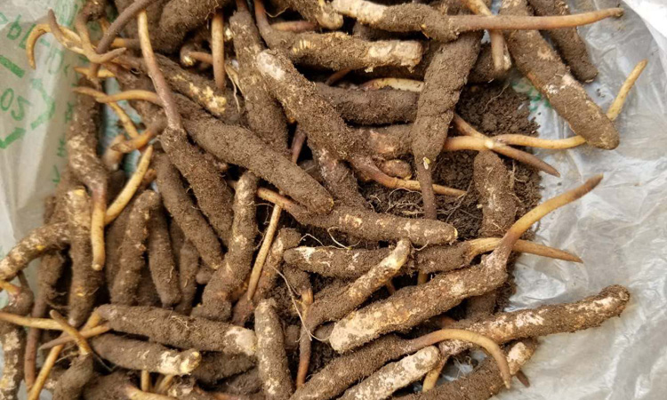 新鮮采挖的祁連蟲草圖片 新鮮采挖的祁連蟲草圖片