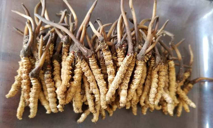 青海祁連蟲草圖片 青海祁連蟲草圖片