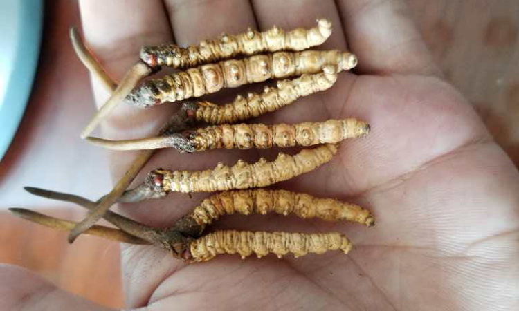 新鮮祁連蟲草頭草圖片 新鮮祁連蟲草頭草圖片