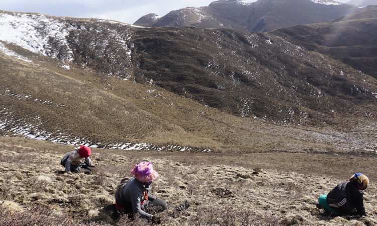 新鮮冬蟲夏草采挖現場圖片 新鮮冬蟲夏草采挖現場圖片