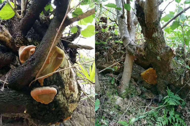 野生桑樹桑黃圖片 野生桑樹桑黃圖片