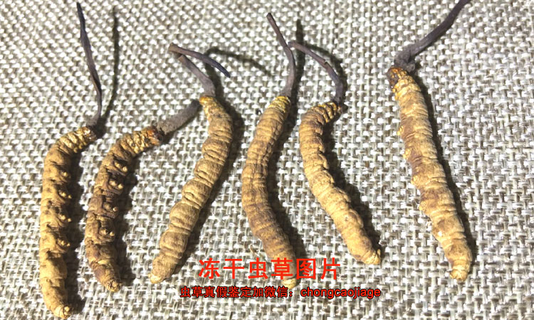 凍干蟲草圖片 凍干蟲草圖片