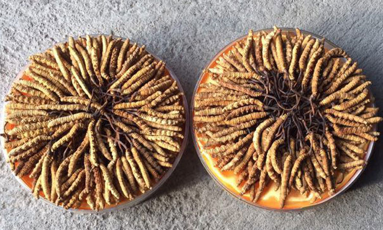 凍干冬蟲夏草圖片 凍干冬蟲夏草圖片