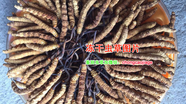 凍干蟲草照片 凍干蟲草照片