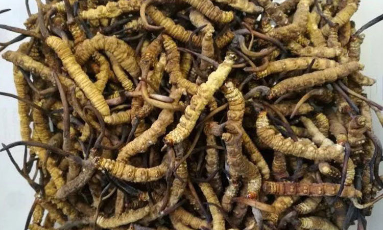 凍干冬蟲夏草照片 凍干冬蟲夏草照片