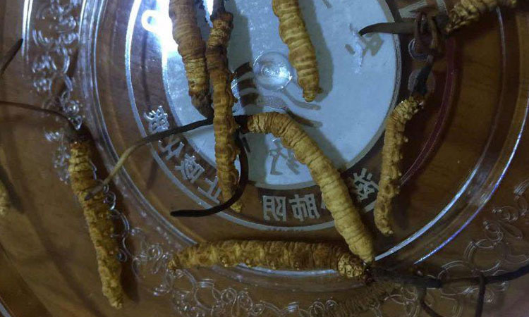 凍干蟲草的樣子 凍干蟲草的樣子