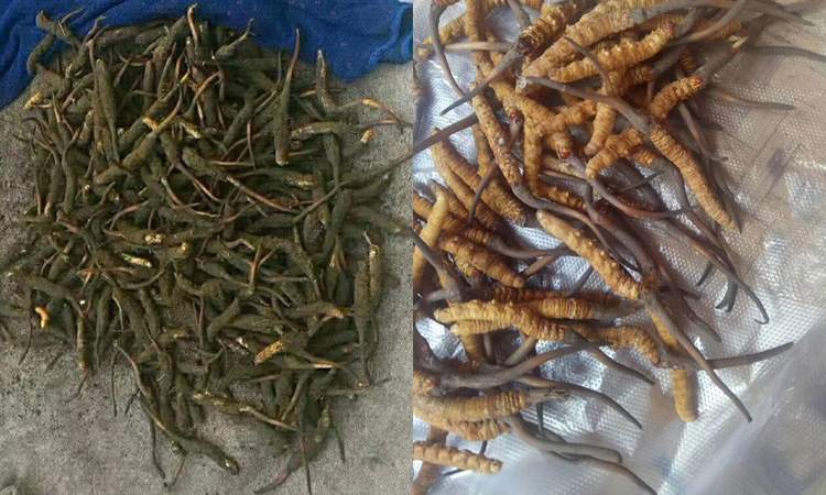 新鮮阿壩蟲草頭草圖片