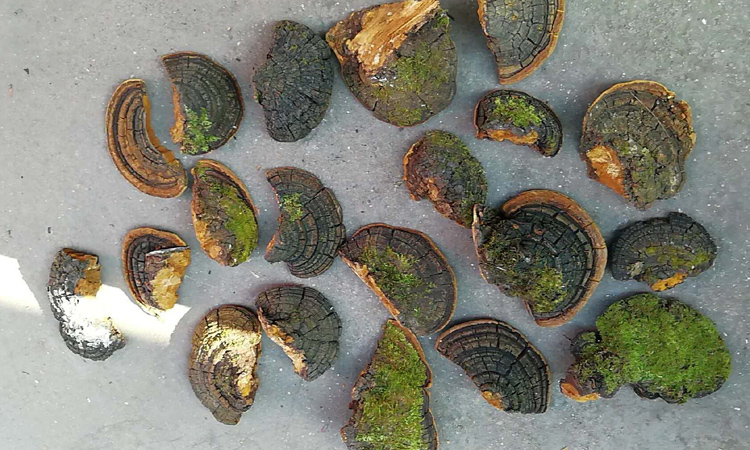 野生桑樹桑黃皮面圖片 野生桑樹桑黃皮面圖片