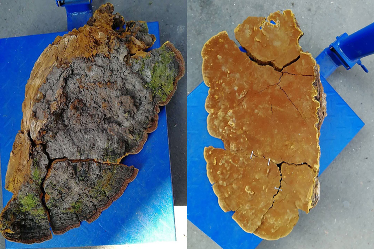 摔壞了的重達4斤半的桑樹桑黃圖片 摔壞了的重達4斤半的桑樹桑黃圖片