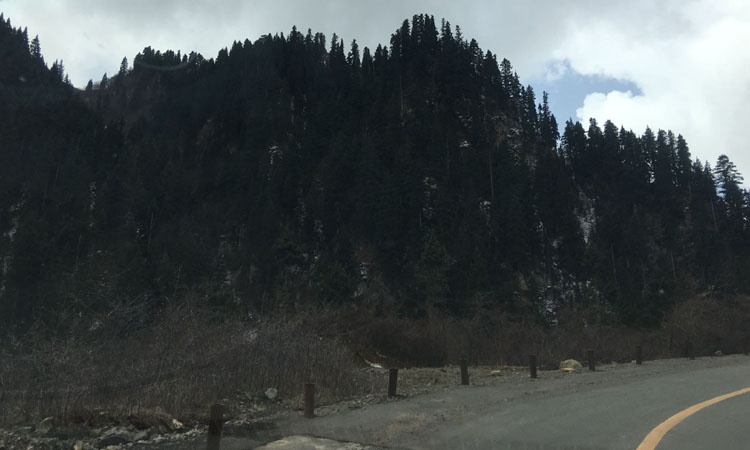 青翠松林 青翠松林