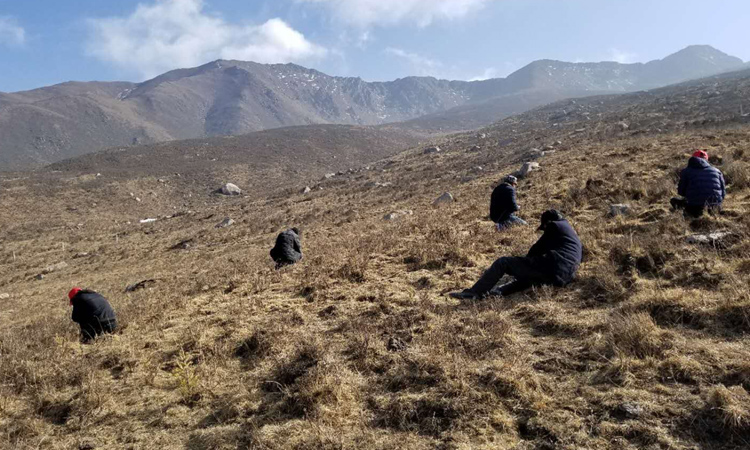 采挖新鮮冬蟲夏草的人們 采挖新鮮冬蟲夏草的人們