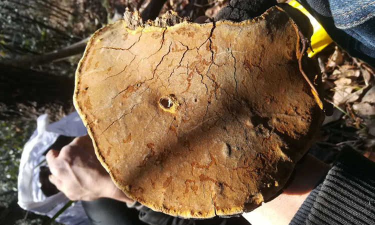 大個新鮮桑樹桑黃圖片