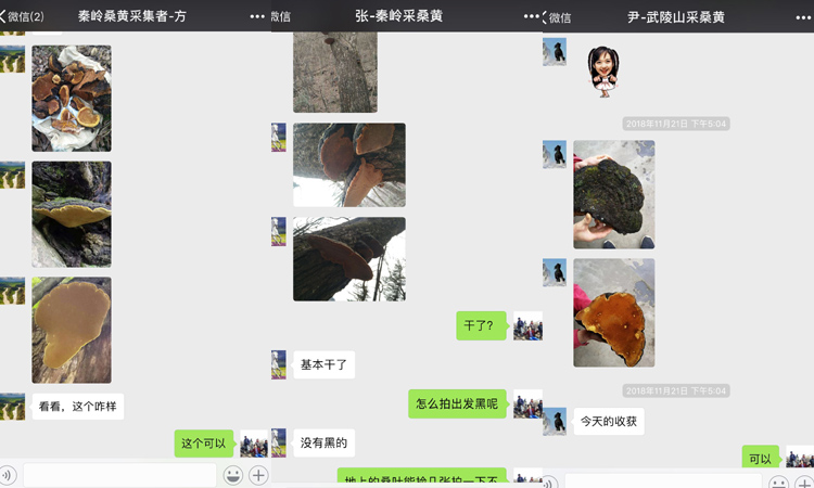 我對桑樹桑黃采集的對話