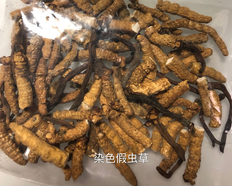 假蟲草斷草-染色亞香棒蟲草 假蟲草斷草-染色亞香棒蟲草